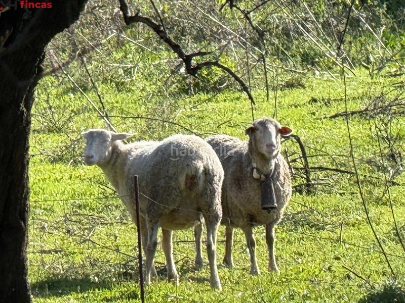 Foto cc69b13b-c7e0-4677-8f3b-cbf7223402fa. Masia a el pedroso 0 a Pedroso (El)