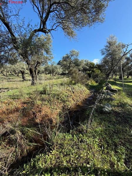 Foto e68dc879-3c8c-4a9b-92db-07f5898b065e. Masia a el pedroso 0 a Pedroso (El)