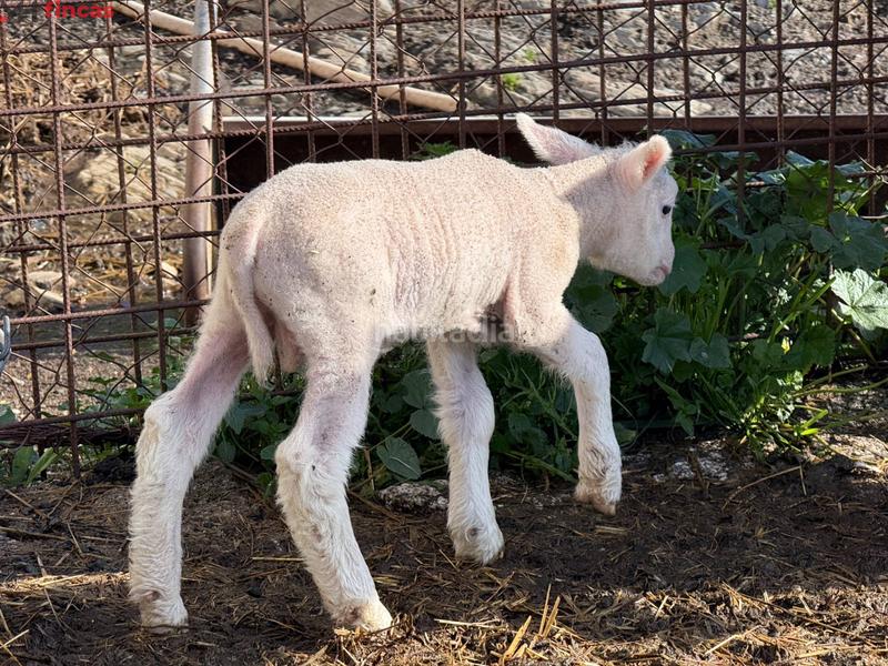 Foto e8557272-37b2-492b-8716-454ac372e903. Masia a el pedroso 0 a Pedroso (El)