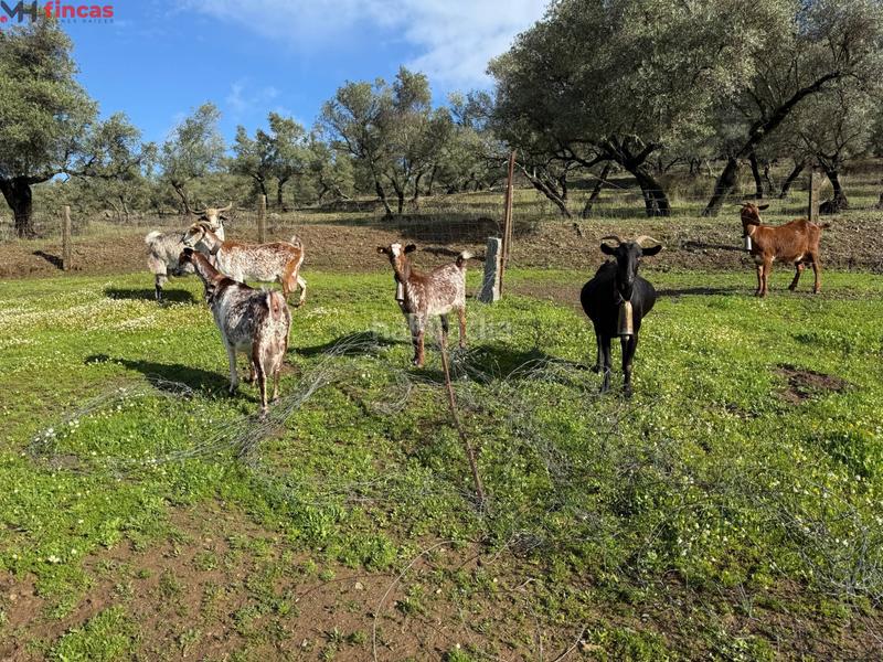 Foto f5342068-efed-42b5-8a7f-eb6e1f537124. Masia a el pedroso 0 a Pedroso (El)