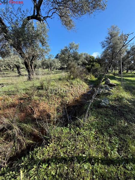 Foto f7d24c2b-b3a9-4660-8469-ce52a7f5bebe. Masia a el pedroso 0 a Pedroso (El)