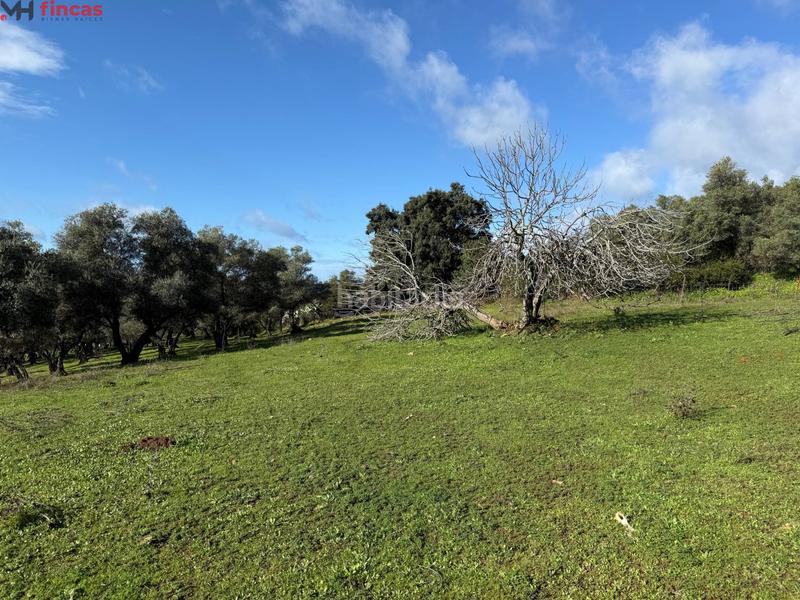 Foto ff9d2af8-5cd8-4816-ad70-d11a0fabb123. Masia a el pedroso 0 a Pedroso (El)