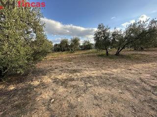 Propriété à Laura 16. Precioso olivar de secano 100 patas aprox . y 3.600 mt2 de parce