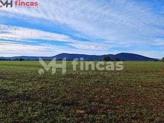 Landgut in Olivar 33. Paraíso de olivar en toledo  30 hectáreas de naturaleza y oportu