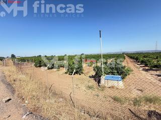 Rural plot in Cantillana. Finca de 13,7 hectáreas de cítricos en plena producción  agua pr