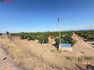 Finca rústica a Cantillana. Finca de 13,7 hectáreas de cítricos en plena producción  agua pr