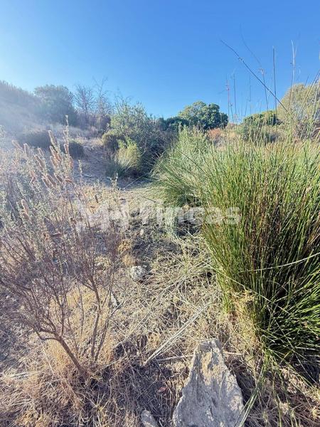 Foto e52cdde3-600b-4cae-8169-fab95b6a326a. Finca rústica a Almonaster la Real