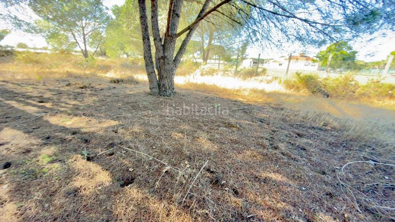 Foto 1cc6adbc-634b-40f0-bbc5-52baf5cb987c. Finca rústica a polígono 44 paraje 235 pasada la guaperosa 55 a Almonte