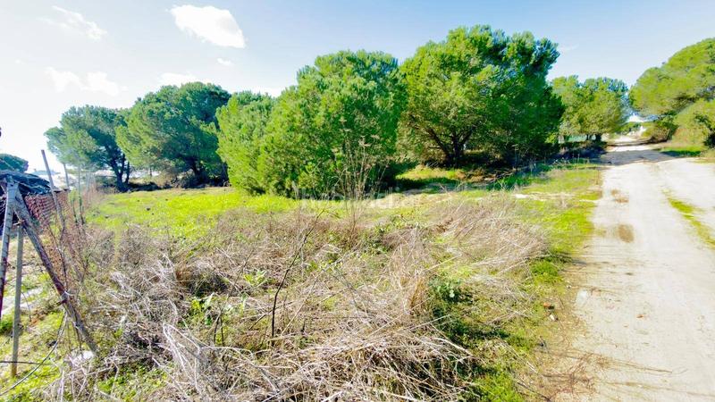 Foto 8ae97369-5bdf-4544-982c-ebcd7ec7d53e. Finca rústica a polígono 44 paraje 235 pasada la guaperosa 55 a Almonte