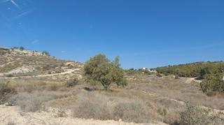 Finca rústica a Centro. Terreno en las montañas de elche para construir casa de ensueño