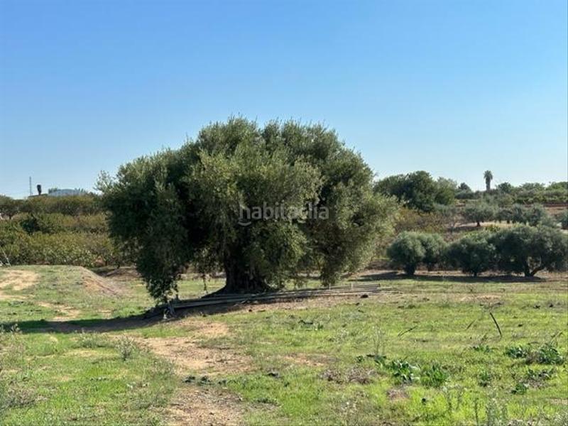 Foto 43f93234-3351-45b2-88c5-bac8b6384fab. Wohngrundstück in Riudoms