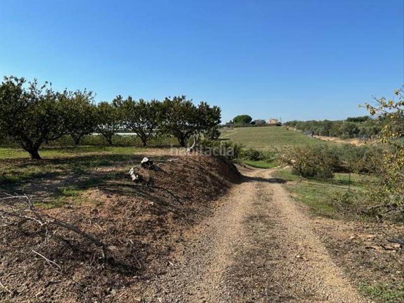 Foto cb1ea715-e3f3-471d-a1a9-d8e24b04ce40. Wohngrundstück in Riudoms