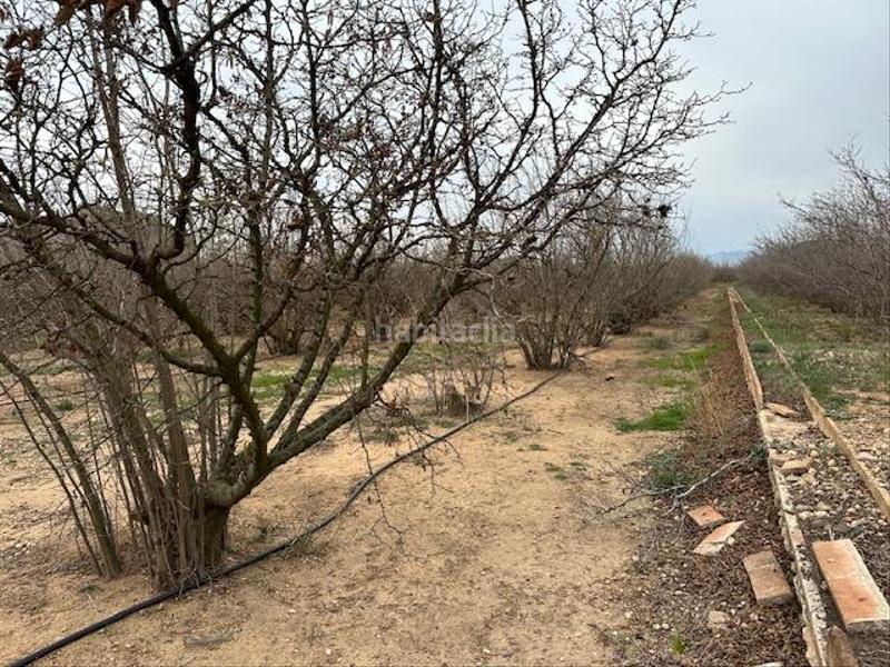 Foto 21acdbe1-24f2-46ef-b923-220bc3f85656. Terreny residencial a Riudoms