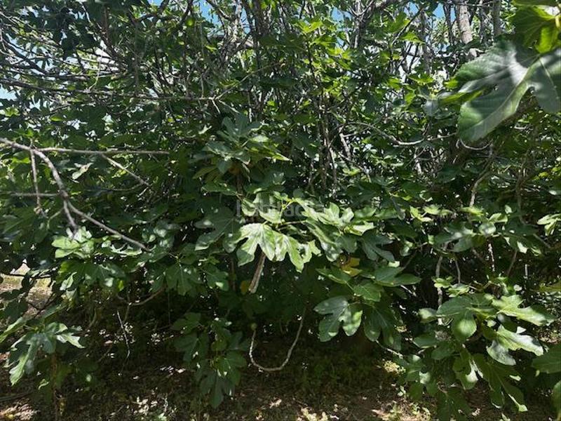 Foto 97d2cd1d-fd9b-415b-a4de-d1c4a18233e6. Terreno residenziale in Riudoms