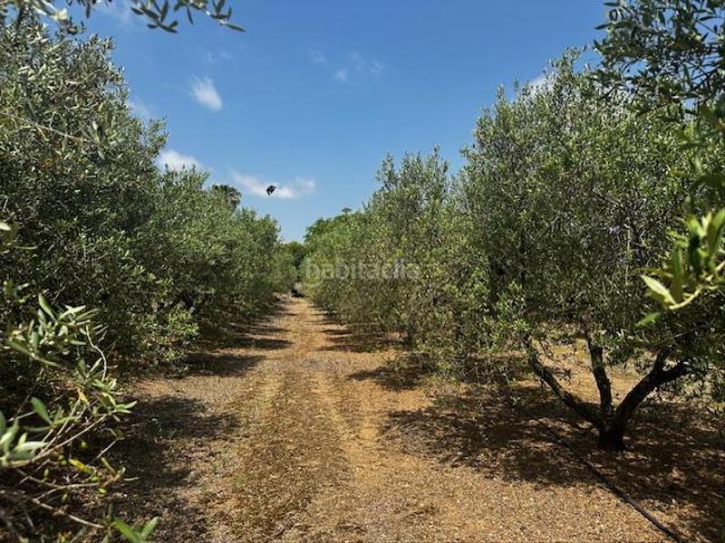 Foto fd7ade29-db0d-47f1-a78d-6d4192823774. Terreno residenziale in Riudoms