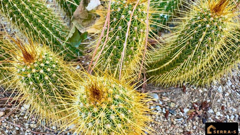 Foto 5e50bf59-f59e-4ef1-b9a8-097561fa4fad. Casa amb piscina a Santa Susanna