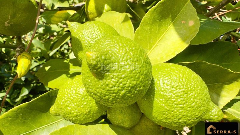 Foto 80dbb29a-9080-434a-b4c5-6f152798a5ab. Casa amb piscina a Santa Susanna