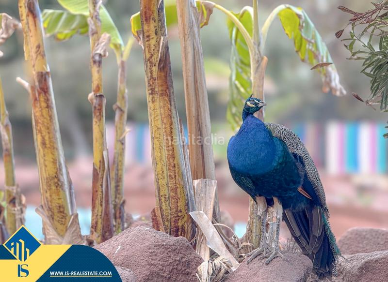 Foto f419d386-03b0-433f-8029-566e8b66dd6c. Apartament amb calefacció aparcament piscina a Parque de las Naciones Torrevieja