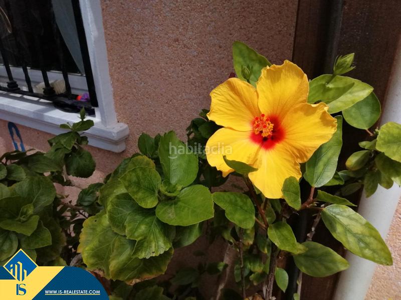 Foto c810f9df-671a-49c2-b165-95d7b9e88558. House with pool in Villamartín-Las Filipinas Orihuela