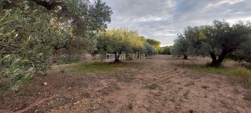 Foto 215adecb-c1b3-4177-9316-8e6717ad8fa4. Finca rústica finca rustica con acceso directo a la poblacion en Miami Platja