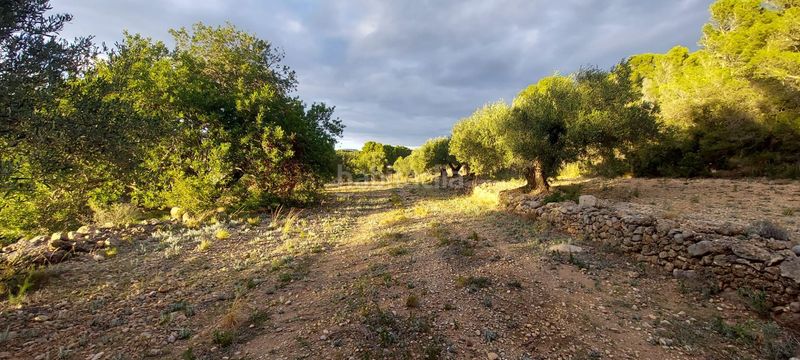 Foto 6ac24719-c48b-4e46-ae9f-7b017b4b3fc5. Finca rústica finca rustica con acceso directo a la poblacion en Miami Platja