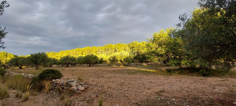 Foto 8f9d65da-f696-4b38-a16c-9068005e7a71. Finca rústica finca rustica con acceso directo a la poblacion en Miami Platja