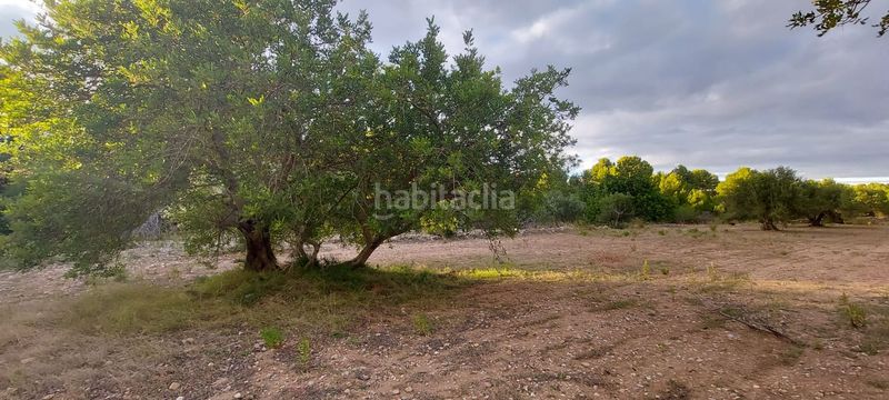 Foto df71cee4-ed69-4c70-9ca2-9da78663b31a. Finca rústica finca rustica con acceso directo a la poblacion en Miami Platja