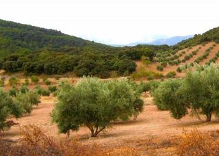 Finca rústica a Ascó