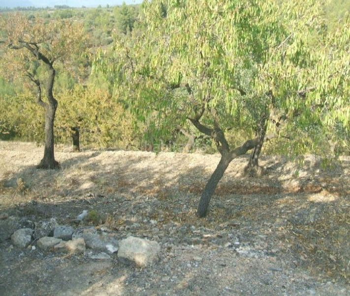 Foto 71679d49-0b55-4129-aea1-79850f2d5e38. Finca rústica a Tivissa