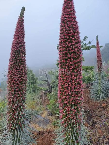 Foto 020ed517-b232-44a8-a8a9-44b1d43164dd. Finca rústica a Centro Güímar