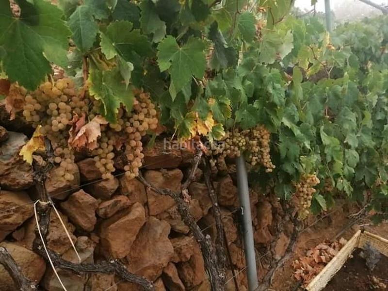 Foto 0d3e488e-1972-47b6-8596-3fdedc457b3a. Finca rústica a Centro Güímar