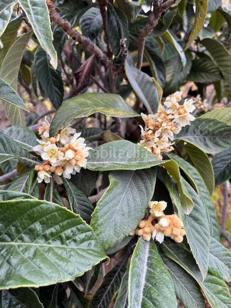 Foto 2122b357-c653-4f10-a614-dc512d0ac043. Finca rústica a Centro Güímar