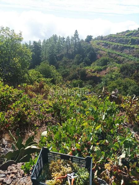 Foto 7b0f9c6a-82d7-41c0-bb58-345e90b79b0d. Finca rústica a Centro Güímar