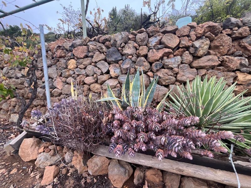 Foto 9c0be69e-1b42-49e3-8ef8-d6d390bb2a94. Finca rústica a Centro Güímar