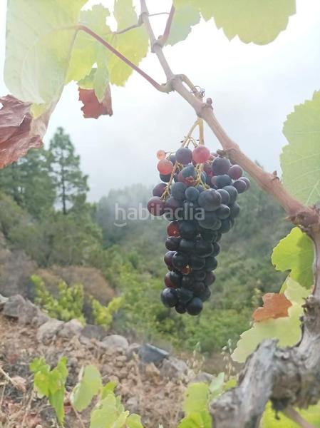 Foto a0e7bb50-ff45-45ea-afad-4ede7e15cf44. Finca rústica a Centro Güímar