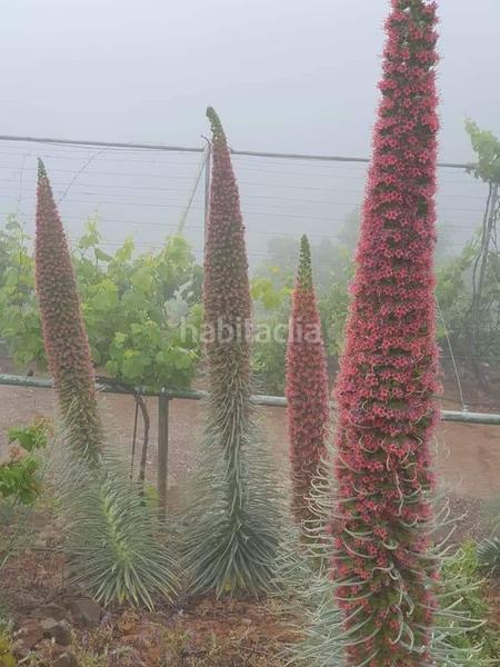 Foto d436ebc0-560c-4b36-9cf6-9869fa3348be. Finca rústica a Centro Güímar