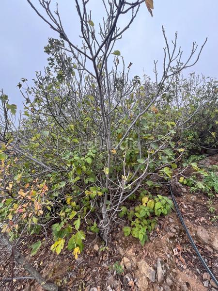 Foto fd3a7e16-0803-4c9f-9c15-9e463eb8944c. Finca rústica a Centro Güímar