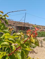 Finca rústica a Calle fasnia 0. Venta de terreno rústico en la zarza, fasnia