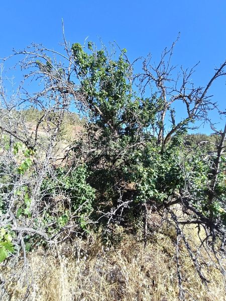 Foto c6d6b786-2d17-4925-9e4a-20fa2394a731. Finca rústica a Vilaflor