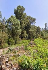 Finca rústica a La Vega - El Amparo - Cueva del Viento. En venta terreno rústico en la peña, las breveritas, icod de los