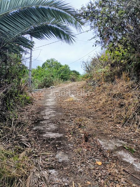 Foto 2603e454-853c-4b9b-b828-9ab52b1a3552. Finca rústica a La Vega - El Amparo - Cueva del Viento Icod de los Vinos