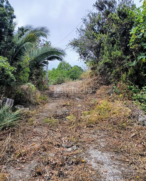 Foto 96e9289b-3920-45fa-9e59-11a154ff6d77. Finca rústica a La Vega - El Amparo - Cueva del Viento Icod de los Vinos
