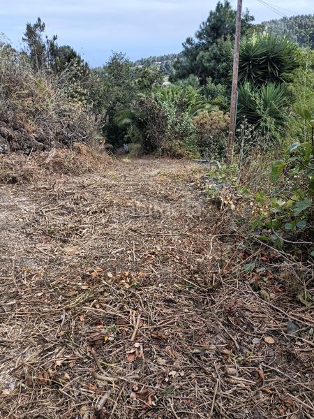 Foto fa6cb414-cfe4-4154-86a9-875e20c7a5c3. Finca rústica a La Vega - El Amparo - Cueva del Viento Icod de los Vinos