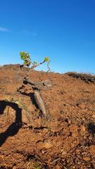 Propriété  Carretera general vilaflor. Se vende viñedo en vilaflor