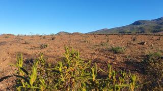 Finca rústica  Carretera general vilaflor. Se vende viñedo en vilaflor