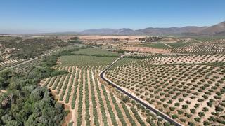 Finca rústica en Albolote. Finca de olivos en granada de 30 hectareas
