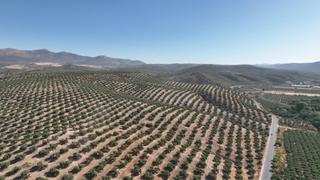 Finca rústica a Albolote. Finca de olivos en granada de 30 hectareas