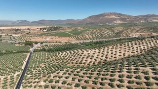 Rural plot in Albolote. Olivar de 30 ha junto a granada alta productividad y derechos pa