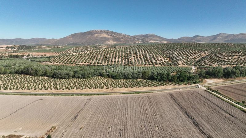 Foto 01122a69-33f4-4a9e-908a-eb45cd808e27. Finca rústica a Albolote