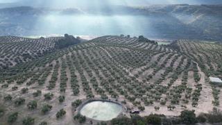 Fondo rustico in Iznalloz. Finca 60 ha de olivos de regadio en iznalloz granada